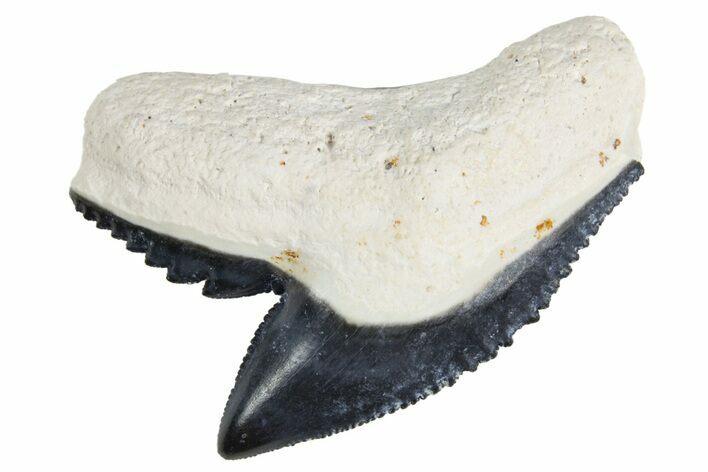 Fossil Tiger Shark (Galeocerdo) Tooth - Bone Valley, Florida #299492